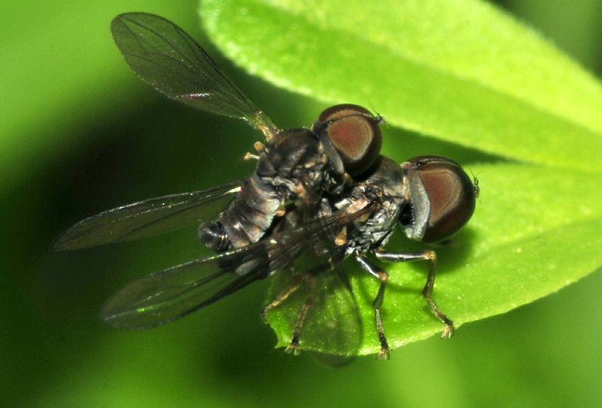 Pipunculidae ?